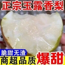 新鲜薄皮纯甜雪梨鸭梨秋月梨整箱 水果梨子应季 包邮 脆甜玉露香