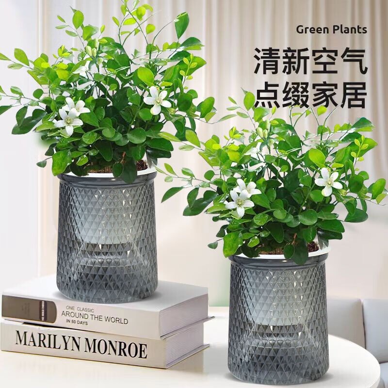 清香驱蚊九里香盆栽花卉室内外驱蚊草植物树苗吉利红老桩盆景绿植