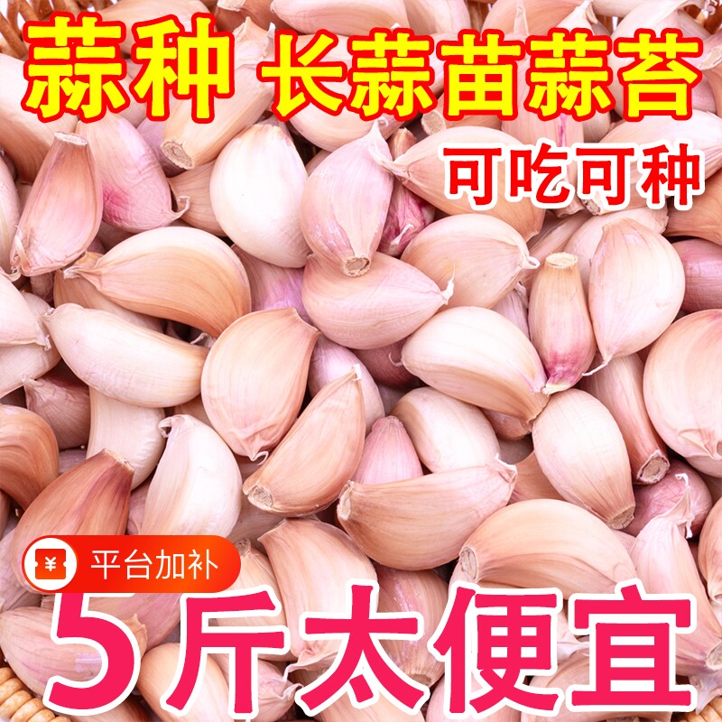 金乡皮蒜种蒜瓣可种大蒜种子新鲜农家出蒜苔蒜苗蒜头鲜蒜发芽优选