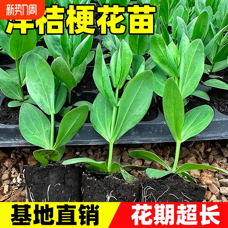 洋桔梗花苗重瓣高杆大花多季开花阳台庭院耐寒耐热易成活鲜花大苗