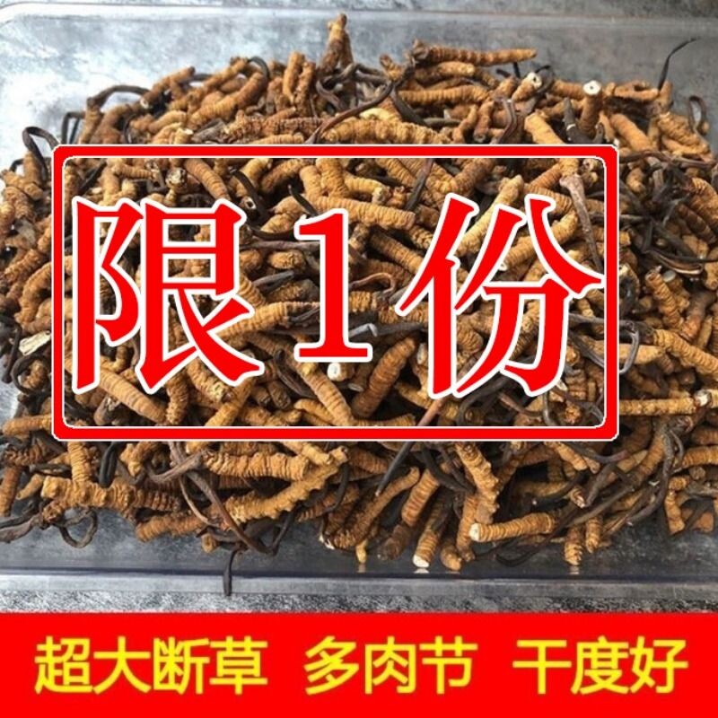 断的虫草西藏冬虫夏草断草超大虫草特价冬虫夏草