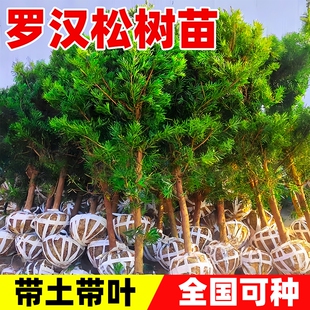 罗汉松树苗小叶雀舌室外庭院盆栽地栽盆景大树造型树桩名贵绿化苗
