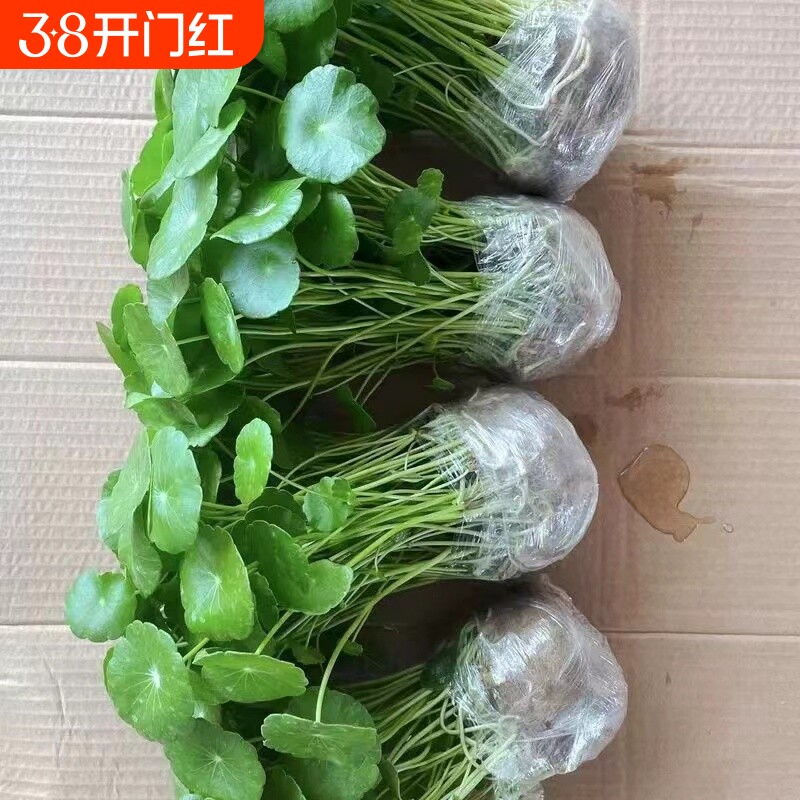 金钱草大叶铜钱草水培植物室内好养鱼缸水草专用水养花卉绿植盆栽