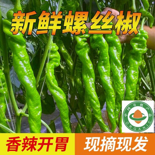 现摘现发新鲜螺丝椒有机认证辣椒薄皮辣椒有机蔬菜辣椒产地直发