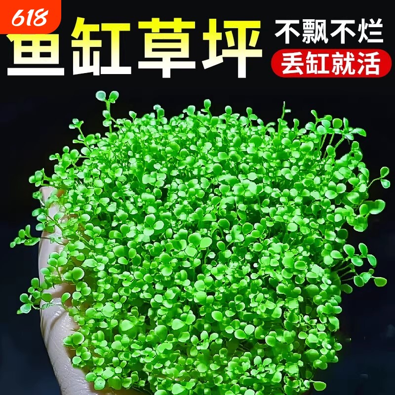 爬地矮珍珠水草网片日本矮植物净化水质生态鱼缸水草造景专用无菌