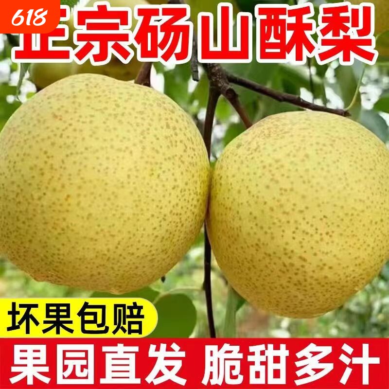 现摘砀山梨新鲜梨子9斤水果梨应季现摘整箱安徽特产汤山酥梨包邮