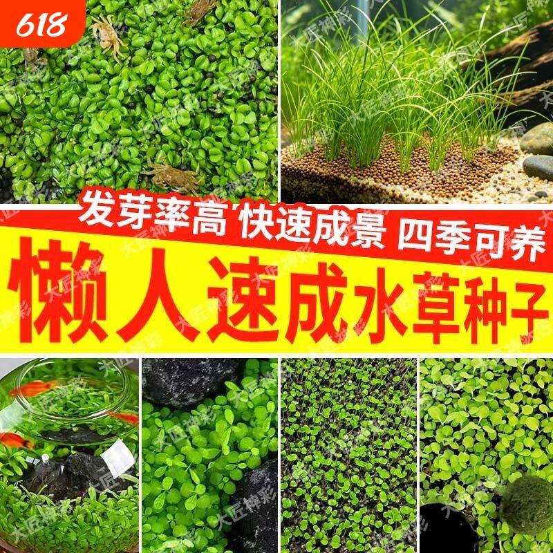 水草种子鱼缸专用水草泥生态玻璃瓶水培植物桌面鱼缸造景对叶种籽