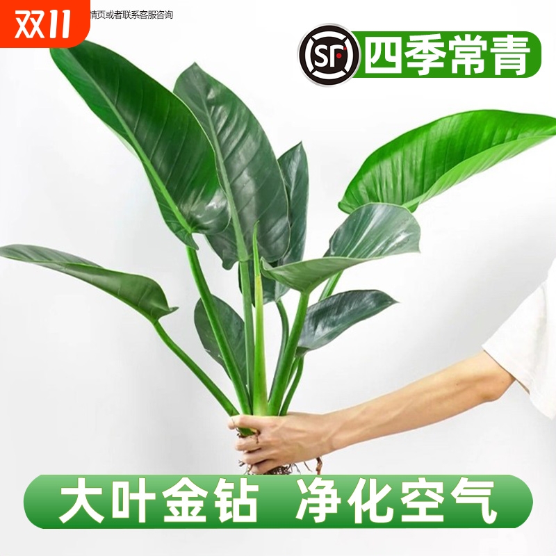 大叶金钻绿公主水培盆栽室内桌面净化空气吸甲醛水养绿植花卉