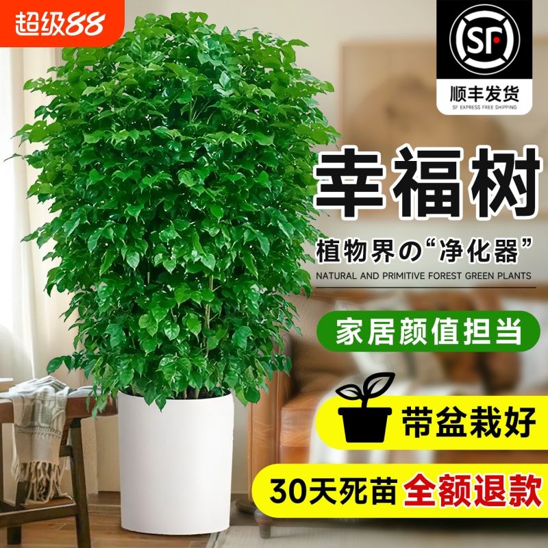 幸福树客厅绿植大型盆栽高级感植物除甲醛室内好养高端大气上档次