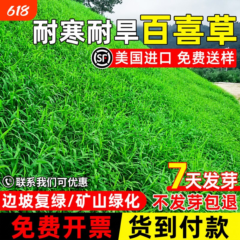 百喜草草籽边坡复绿宽叶雀稗草种耐寒耐旱耐高温矿山绿化草坪种子
