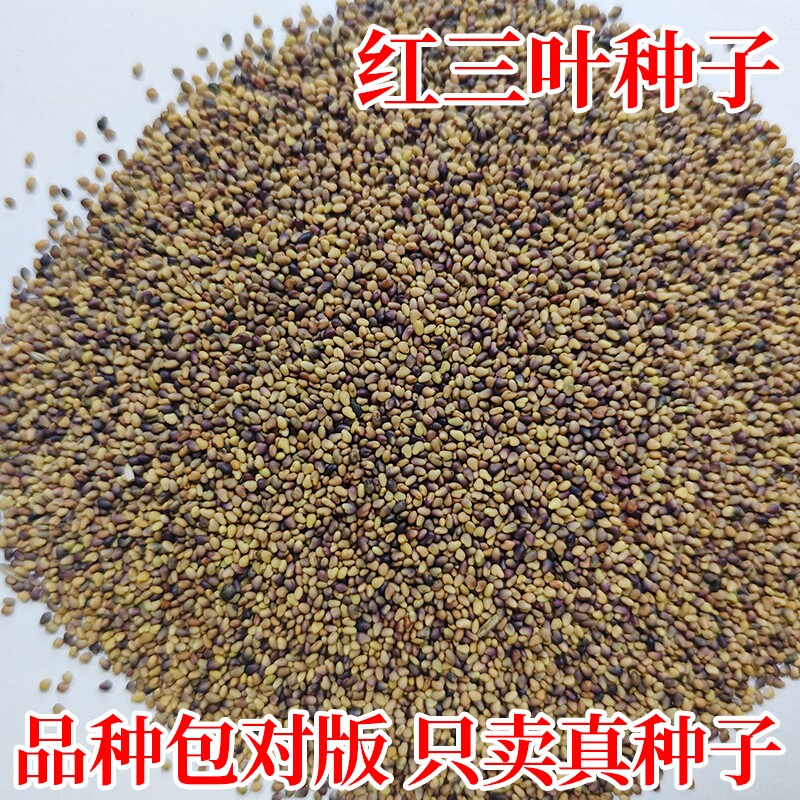 红三叶草种子四季常青公园景区绿化白三叶草种籽工程生态复绿草籽