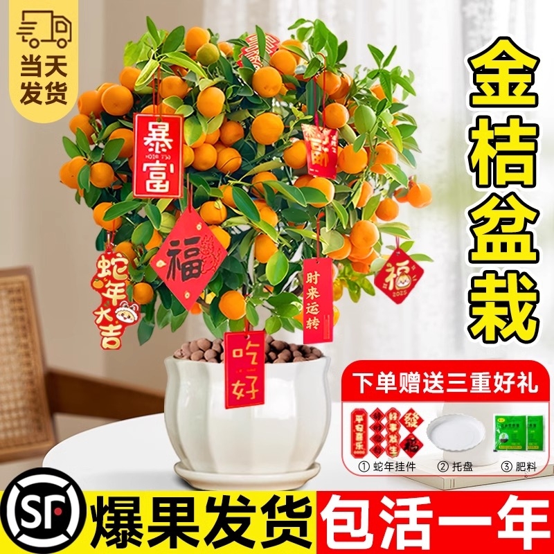 金桔树盆栽带果可食用室内四季脆皮橘子树苗客厅植物年桔绿植盆景