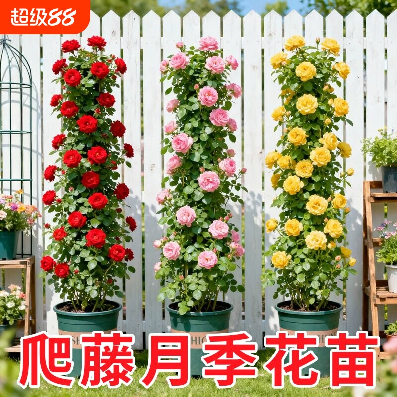 蔷薇花苗藤本月季花树大苗庭院爬藤植物阳台花卉爬墙玫瑰耐寒盆栽图片