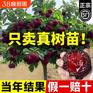正宗东魁杨梅树大树苗东魁特大杨梅嫁接果树苗庭院南北方四季种植
