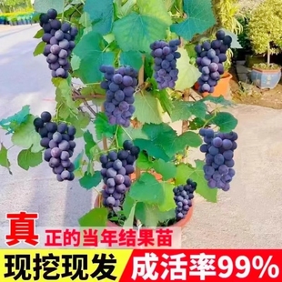 巨峰葡萄树苖阳光玫瑰盆栽南方北方种植耐寒葡萄树苗爬藤果苗果树