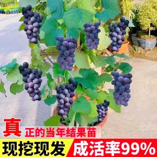葡萄苗南北方种植当年结果