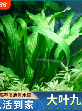 大叶九冠鱼缸造景专用阴性水草