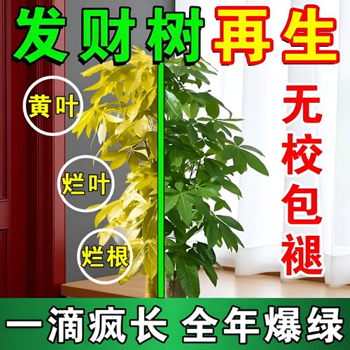 发财树专用营养液室内盆栽通用