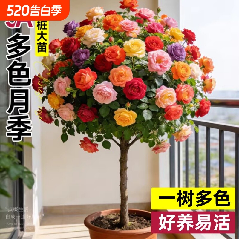 棒棒糖树桩月季花卉树苗老桩盆栽嫁接四季特大花玫瑰绿植果汁阳台