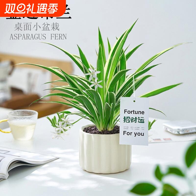 金边吊兰盆栽招财运绿植室内净化空气花卉办公室桌面懒人好养植物