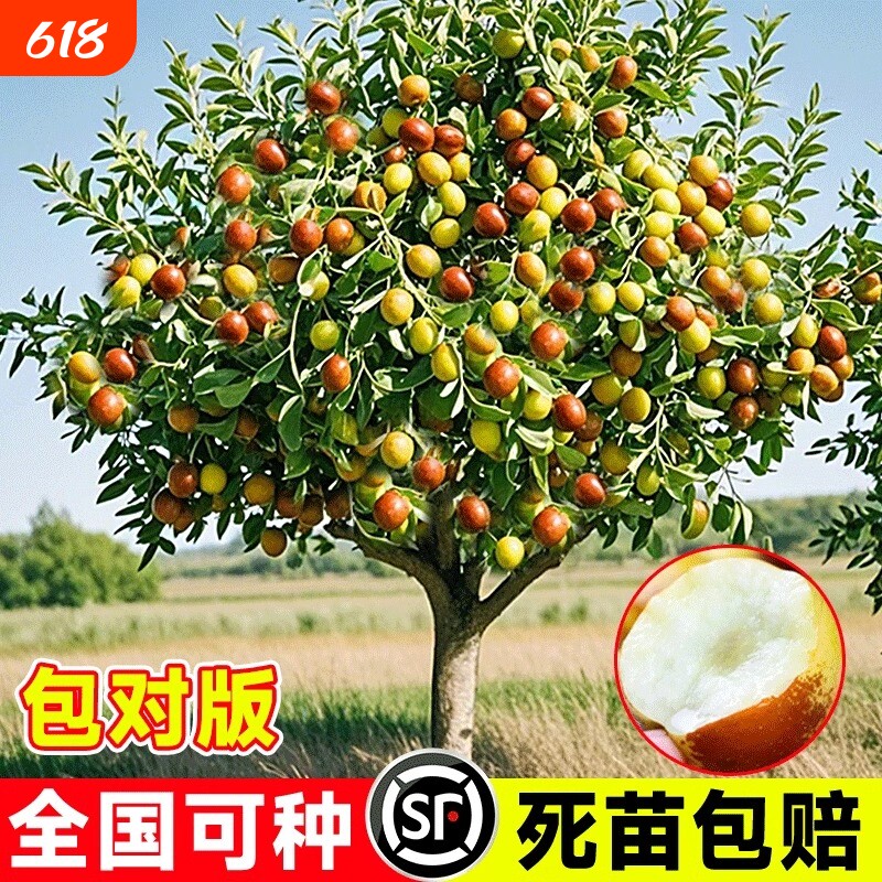 枣树活苗大枣超甜嫁接冬枣特大果树果苗当年结果北方南方庭院地栽