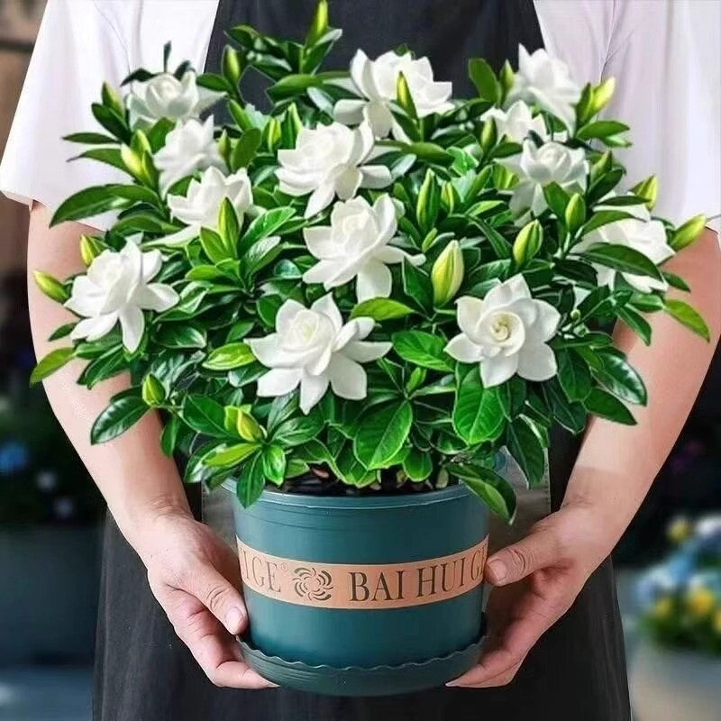 栀子花盆栽带花苞|102人收藏图片