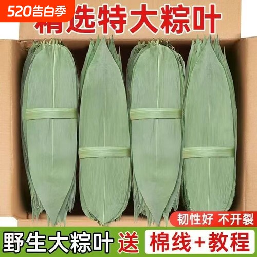 粽叶新鲜粽子叶干叶大号现货特大包粽子的叶子商用棕叶批发价家用