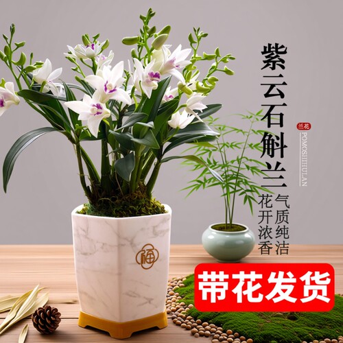 石斛兰基地直销带花苞紫云好养泼墨室内水培浓香年宵花卉盆栽绿植