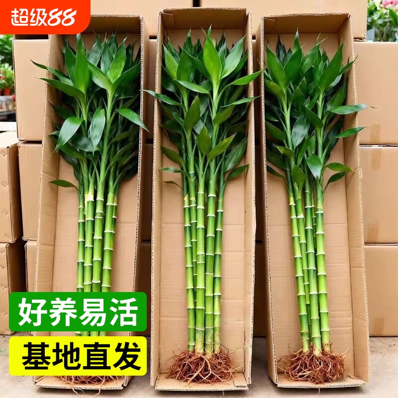 带根富贵竹水培大叶粗枝四季常青玻璃花瓶客厅盆栽吸甲醛净化空气