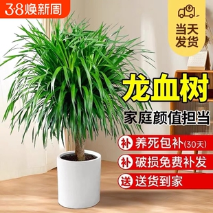 龙血树客厅绿植盆栽多头龙须树大发财树室内大型老桩树苗好养家里