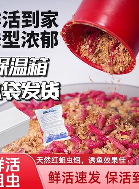 红蛆虫活饵300只|超2000次加购