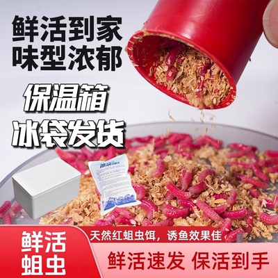 鲜活红蛆虫新款发酵鱼饵昆虫