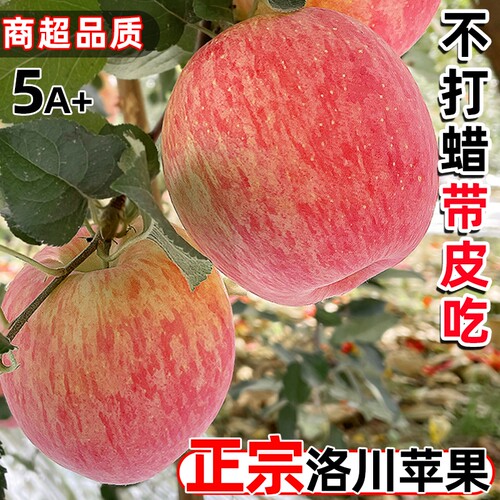 正宗陕西洛川红富士苹果新鲜水果当季孕妇整箱时令脆甜一级果包邮