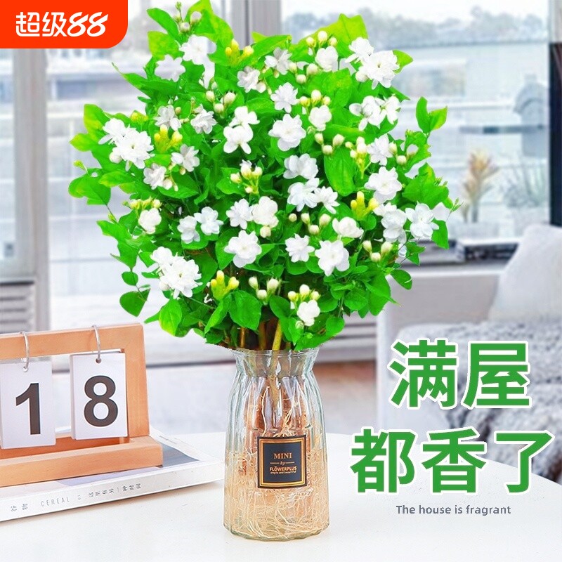 茉莉花苗带花苞|395人收藏图片
