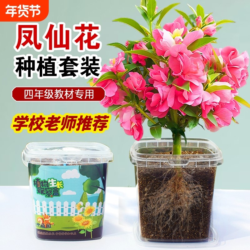 凤仙花种子四季小学生科学实验观察儿童种植小盆栽四年级植物种子