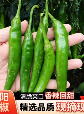 青阳辣椒青辣椒中辣正宗新鲜蔬菜农家自种5斤旗舰店尖椒现摘微辣
