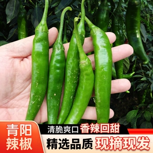 青阳辣椒青辣椒中辣正宗新鲜蔬菜农家自种5斤旗舰店尖椒现摘微辣