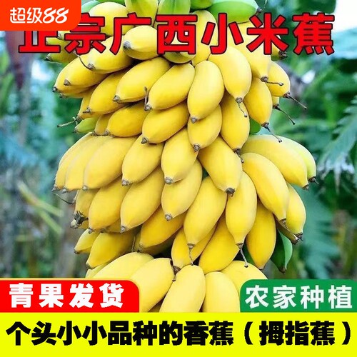 广西正宗小米蕉现摘新鲜小香蕉软糯香甜自然熟孕妇水果整箱青香蕉