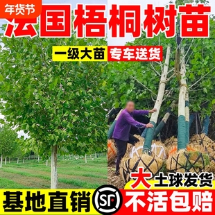 法国梧桐树树苗大树庭院行道树绿化苗木南方种植法桐青桐耐寒耐热