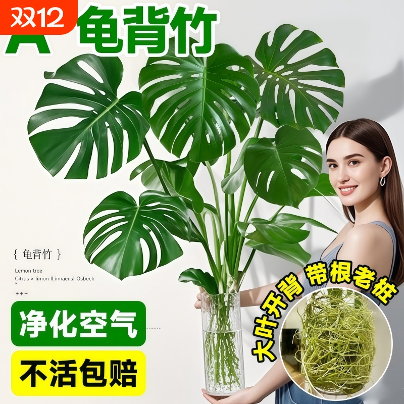 龟背竹水培盆栽净化空气水养富贵竹室内客厅桌面绿植物四季好养活