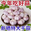 正宗金乡紫皮大蒜特大特级蒜新鲜便宜蔬菜干蒜头清仓 产地批发