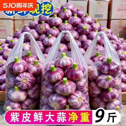 9斤新鲜大蒜紫皮头云南现挖新蒜大蒜1斤批发当季紫红皮蒜糖醋湿蒜
