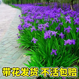 蓝花鸢尾花苗庭院绿化工程花卉苗木小区别墅园林多年生造景花草