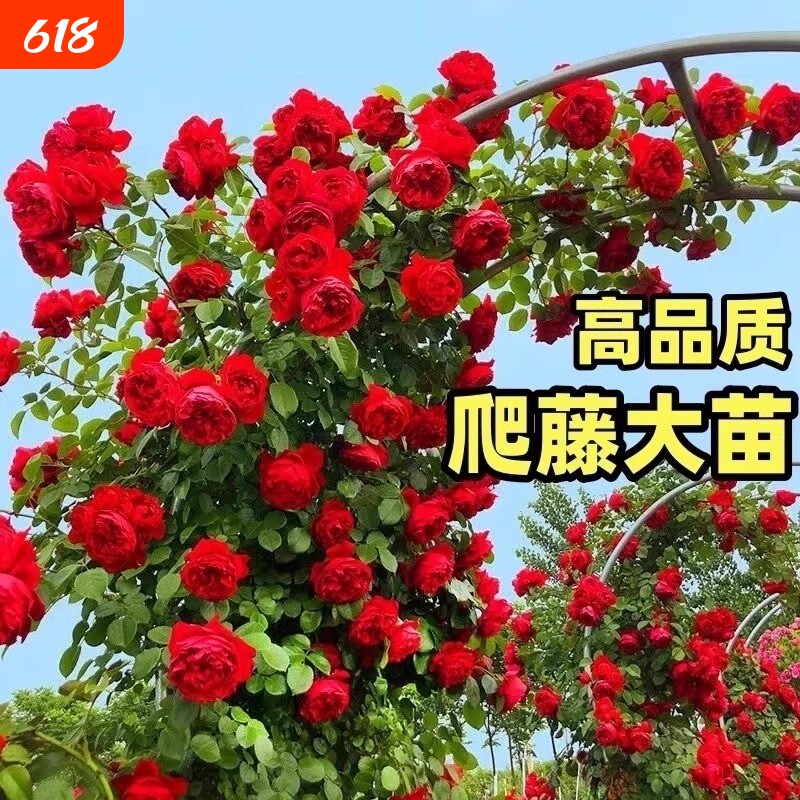 藤本月季花苗特大花浓香植物盆栽玫瑰爬藤蔷薇四季开老桩小苗无刺