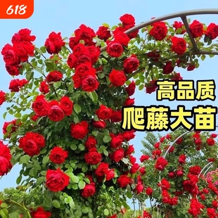 藤本月季花苗特大花浓香植物盆栽玫瑰爬藤蔷薇四季开老桩小苗无刺