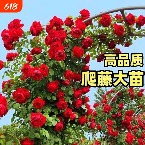 藤本月季花苗特大花浓香植物盆栽玫瑰爬藤蔷薇四季开老桩小苗无刺