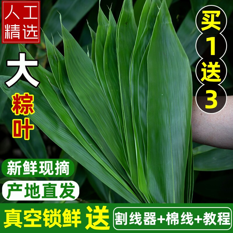 粽叶粽子叶新鲜大号真空家用商用竹叶包粽子专用粽叶干特大非芦苇