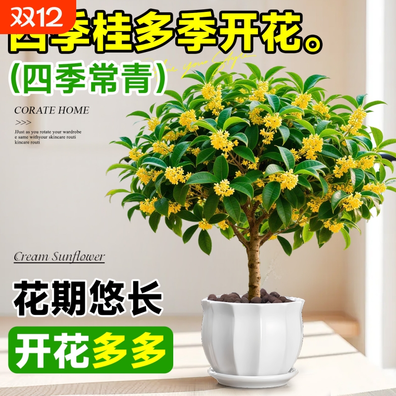 四季桂花树盆栽老桩树苗可食用四季开花室内阳台庭院植物绿植花卉
