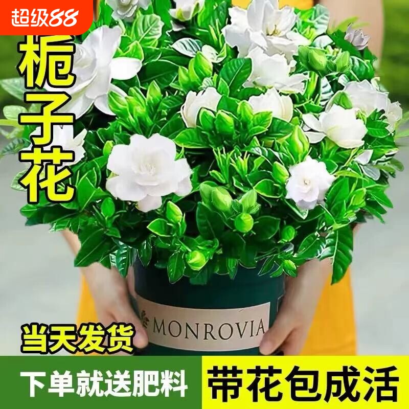 栀子花盆栽室内花卉绿植物老桩茉莉花水培四季开花树苗客厅摆放图片