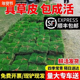 草皮真草坪带泥土花园别墅绿化四季青果岭草马尼拉台湾草草皮带土